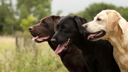 Best supplements hotsell for labradors